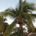 palm-fruits 8429437083 o