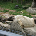 polar-bear-paw 13970221879 o