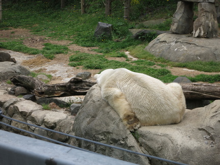 polar-bear-paw 13970221879 o