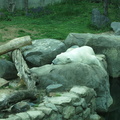 polar-bear 13970220017 o