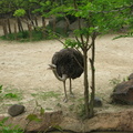 squawking-ostrich 13970249768 o