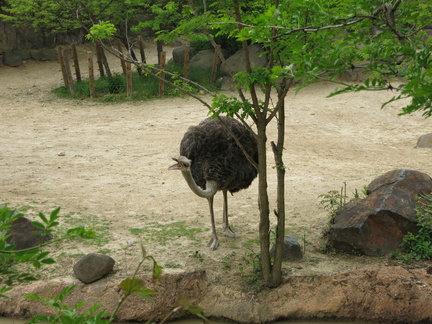 squawking-ostrich 13970249768 o