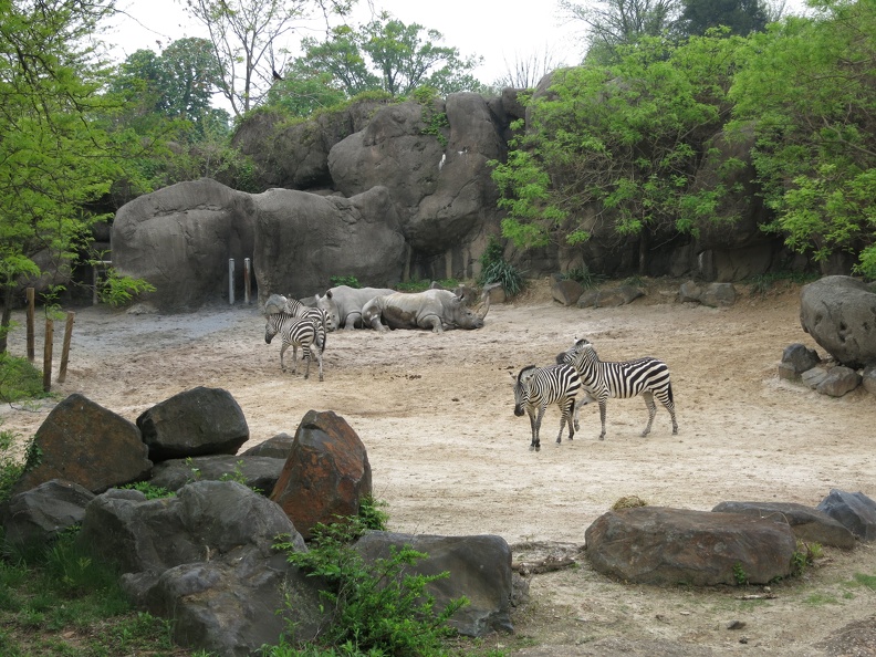 zebras-and-rhinos_14176953423_o.jpg