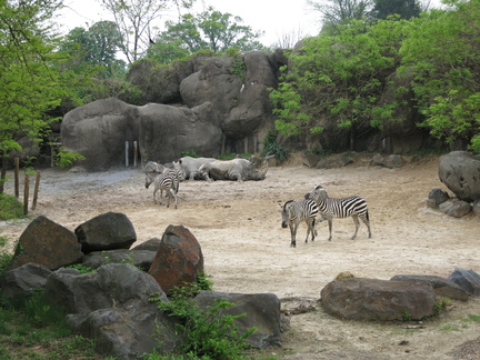 zebras-and-rhinos 14176953423 o