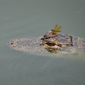 alligator-with-dragonfly 33858031890 o