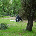 gorilla-picks-up-his-blankie-and-goes-home_33400829954_o.jpg