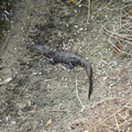 small-alligator 34111660021 o
