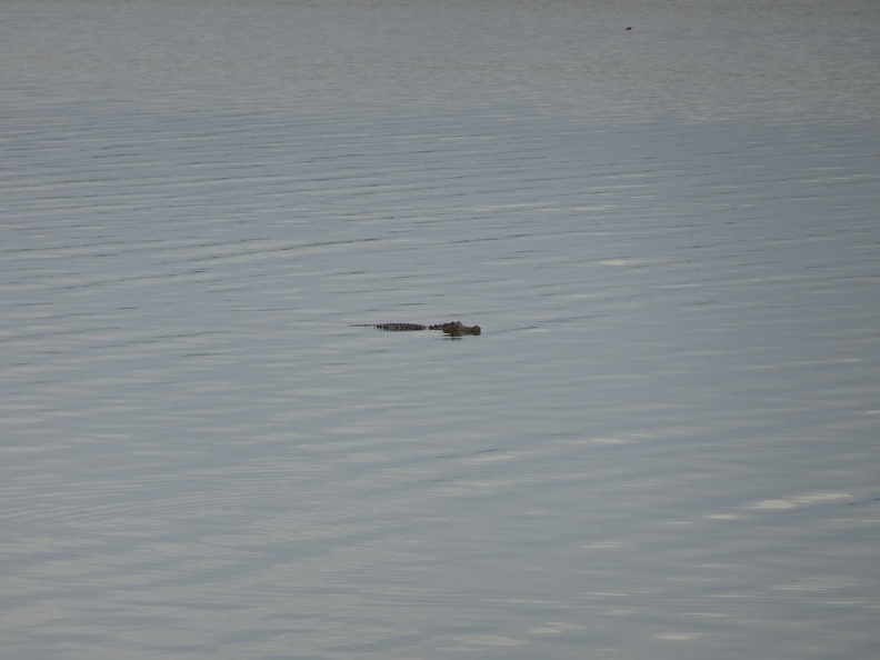 submerged-alligators-in-the-wild_33858026700_o.jpg