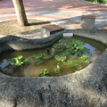 this-pond-has-the-same-plants-as-mine 48583256502 o