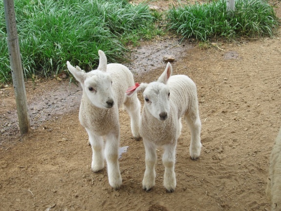 baby-sheep 7104831081 o